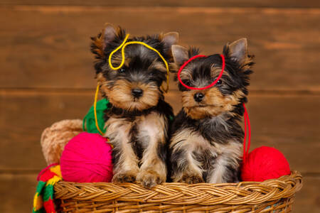 Yorkshire terrier puppies in a basket