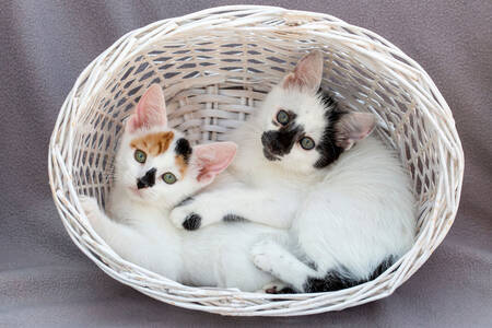 Gattini in un cestino bianco