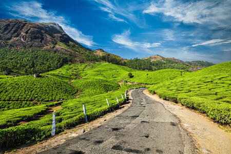 Estrada para as plantações de chá verde
