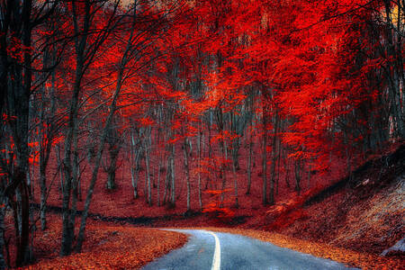 Дорога в красном лесу