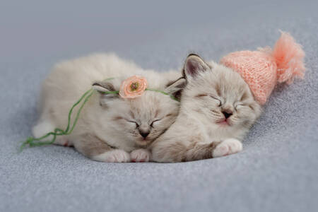 Pequeños gatitos durmiendo