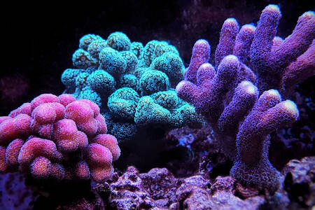 Фиолетовые  кораллы