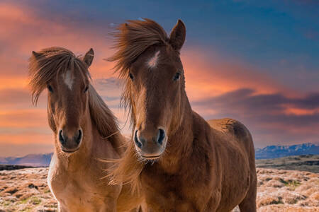 Dois cavalos islandeses
