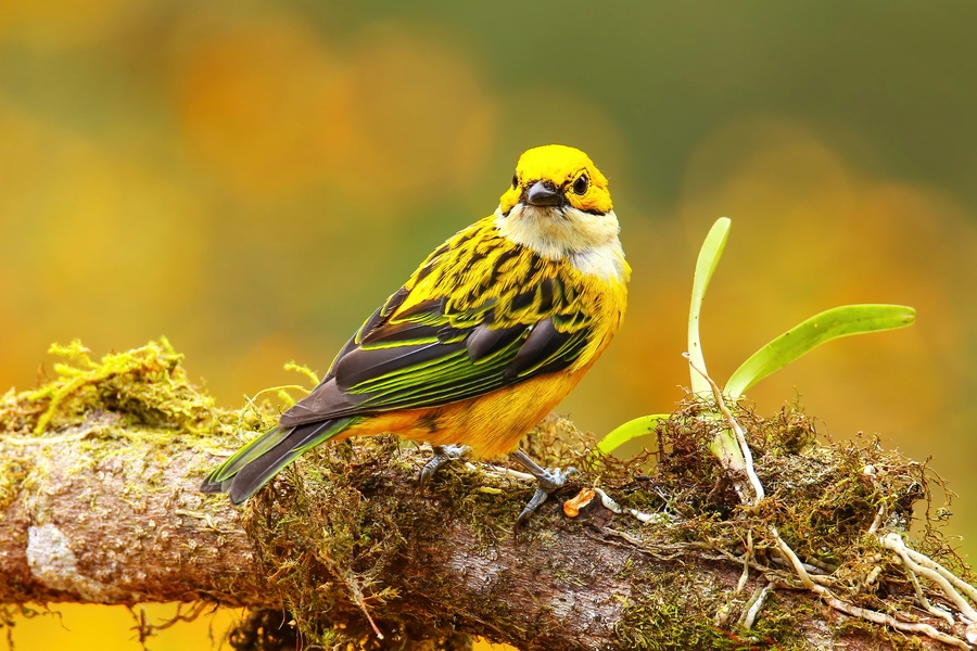Silver-throated tanager