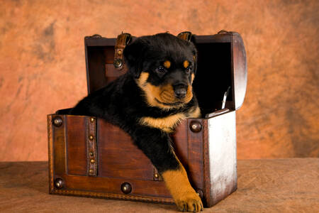 Cucciolo di Rottweiler in una cassa