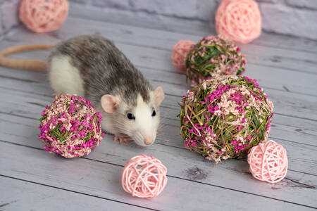 Rato e balões com flores