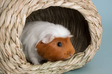 Guinea pig in a basket