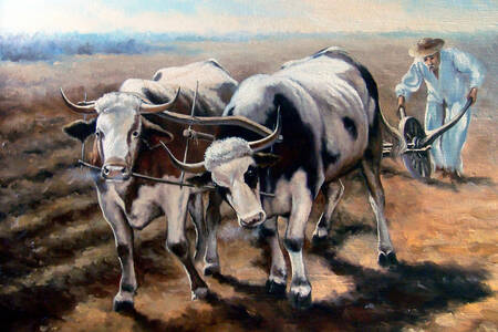 Oxen in the field