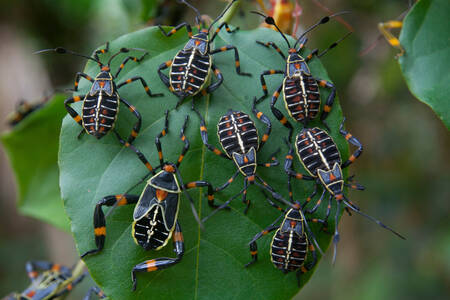 Beetles on a green leaf