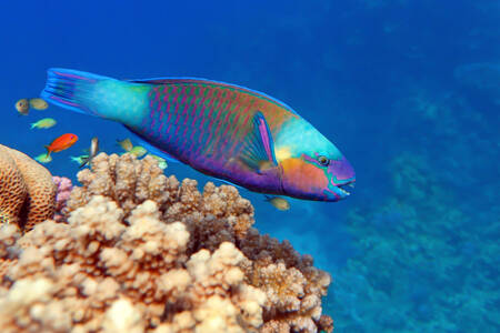 Parrotfish-tratinčica