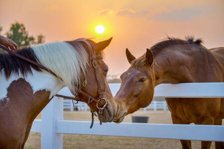Paarden tegen de achtergrond van de zon