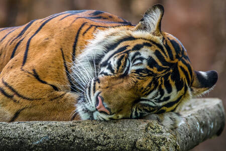 Tigre endormi