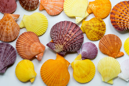 Colorful seashells
