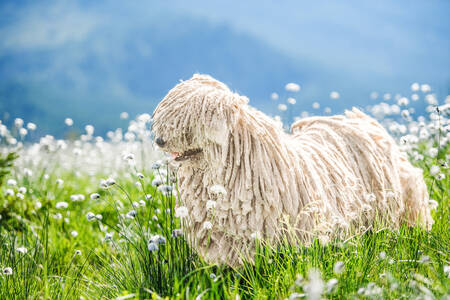 Perro pastor húngaro Puli