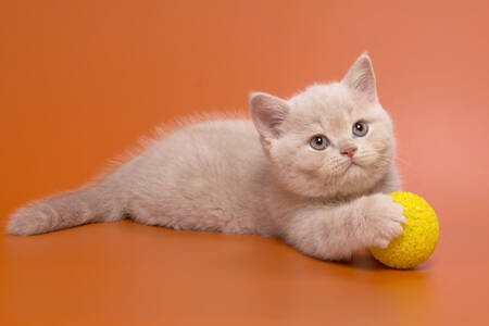 British cream kitten