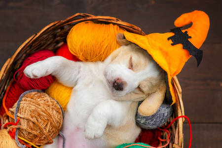 Cucciolo che dorme in un cappello