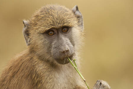 Olive baboon