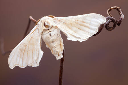 Borboleta da seda