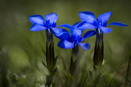 Blå forårsblomster