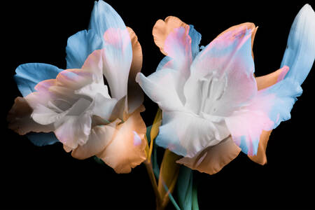 White gladioli