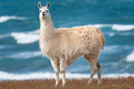 Llama di tepi laut