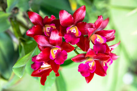 Rød Cattleya