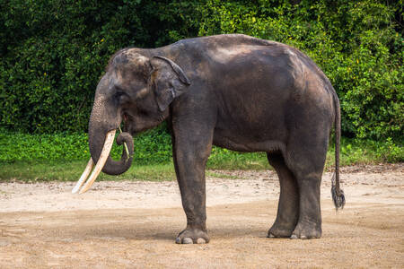 Asian elephant