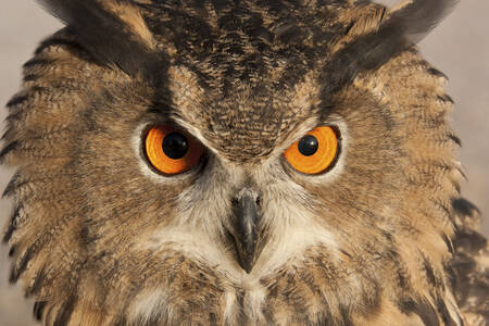 Портрет на бухал