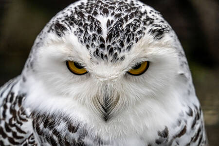 Portrait of a snowy owl