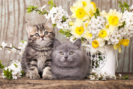Kittens against a background of spring flowers