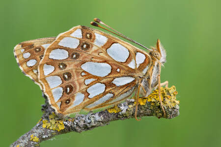 Glossy Fritillary Butterfly