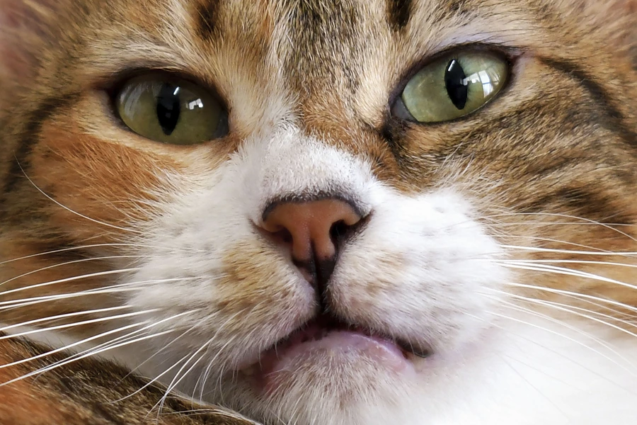 Portrait d’un chat tricolore