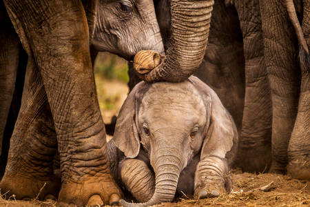 Elefante bebê protegido por adultos