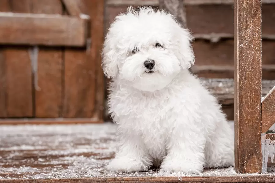Bichon Frise