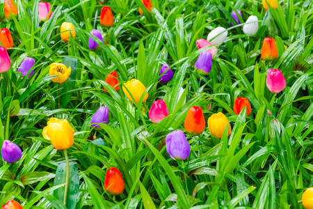 Vícebarevné tulipány