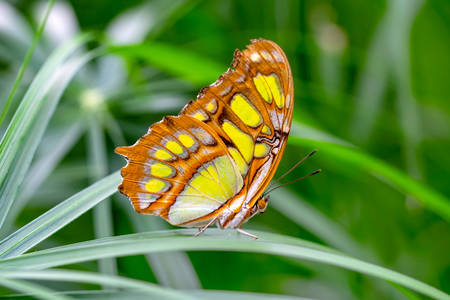 Малахитовий метелик