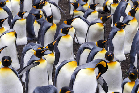 Пінгвіни