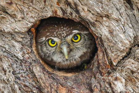 Owl in the hollow