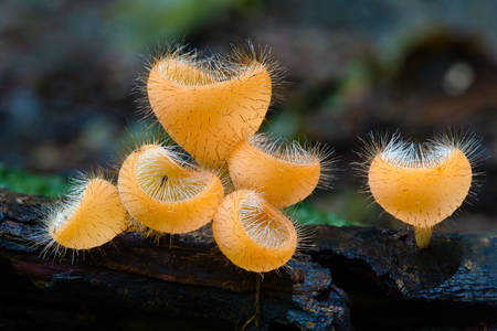Makrofoto von orangefarbenen Pilzen