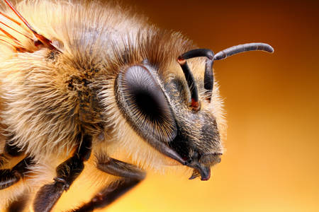 Μακρο φωτογραφία μιας μέλισσας