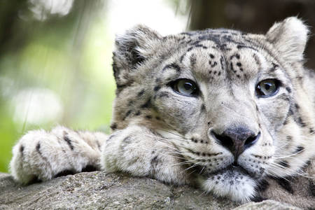 Leopard de zăpadă