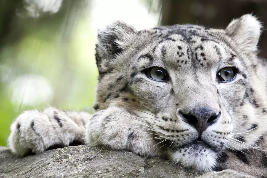 Snježni leopard
