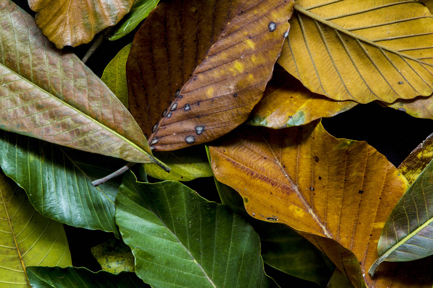 Старых листьев. Старый лист. Листья, как старинная. Old Leaf. Old leave.