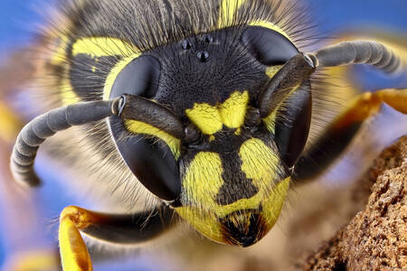 Retrato de vespa