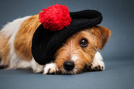 Jack Russell Terrier într-o beretă