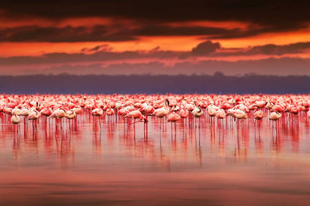 Flamingos at sunset