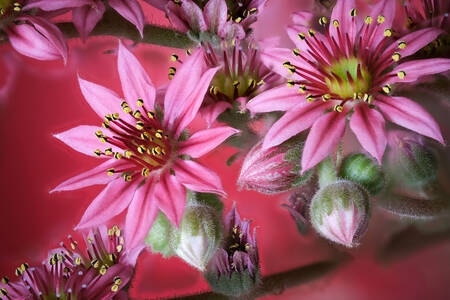 Çiçeklerin makro fotoğrafı
