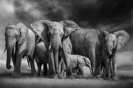 Elefanți de tufiș
