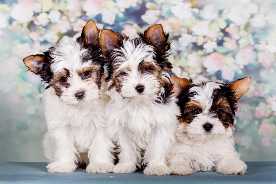 Biewer Yorkshire Terrier puppies