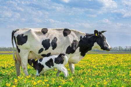 Cow and calf in the pasture